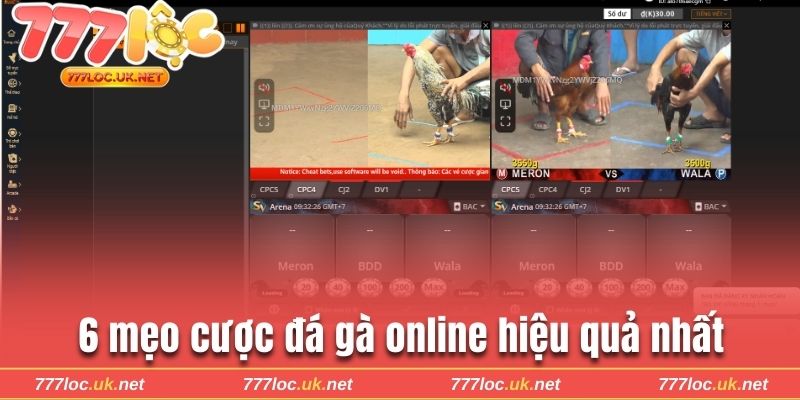 Bật mí 6 mẹo cược đá gà online bất bại từ chuyên gia